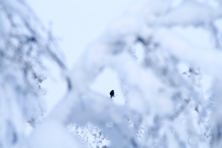 I skjul: Jakter du tiur i toppene, må du bruke kamuflasje og ly av skogen for å snike deg innpå. Skogsfugljakt, tiur, toppjakt