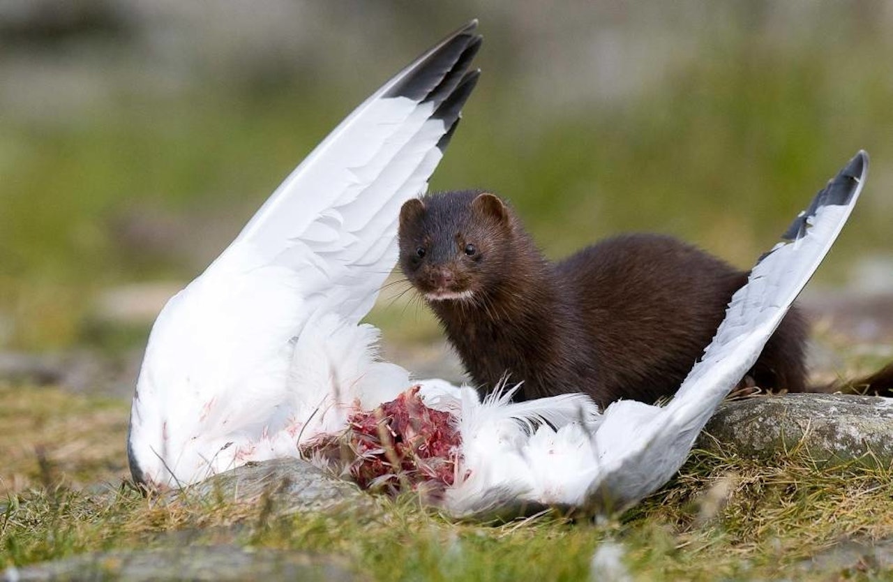  Glupsk: Minken er en glupsk predator, og tar både egg, unger og voksne sjøfugl. Foto: Terje Kolaas