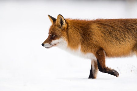 Revejakt: Det kan se ut som reven også farer med revestreker etter sin død. I gode reveområder vil flere ungrever flytte inn hvis du feller en revirhevdende hannrev. (Foto: Roger Brendhagen) Vaktsom rev på vei framover i snøen