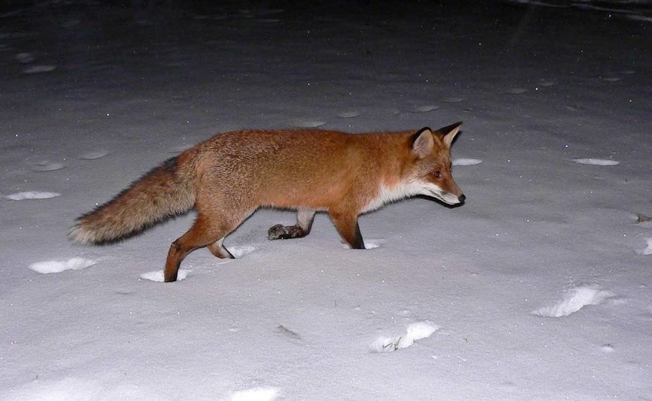 Revejakt kan by på lett tilgjengelig og mye spennende jakt. Revejakt