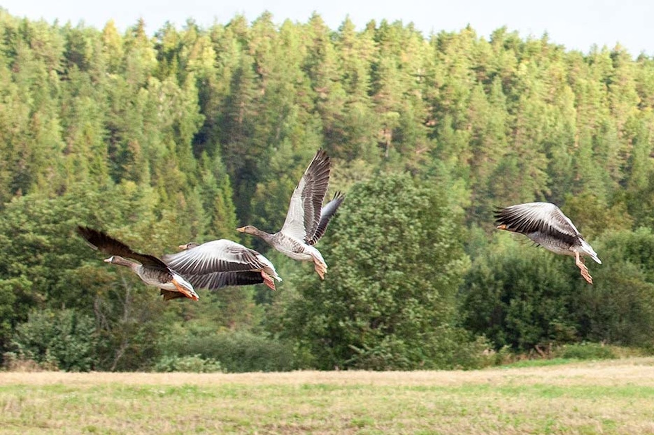 Gåsa kalles ofte haglejegerens ultimate storvilt. Det er en spennende jaktform som kan by på mye action. tre gås i lufta under gåsejakt