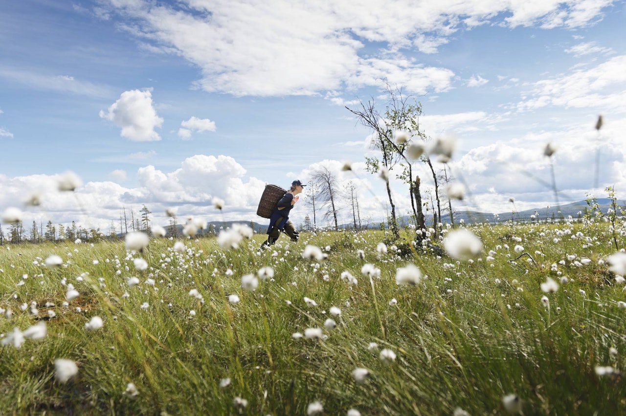 EKSPEDISJON: Vannveien tok oss fra Rogen naturreservat gjennom norsk og svensk natur hele veien ned til Göteborg. Foto: Anna Ölund kanotur gjennnom skandianvias lengste vassdrag