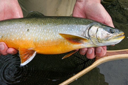 NYDELIG EKSEMPLAR: Røya er både vakker og en flott matfisk. Foto: Henrik Strømstad røye fisk