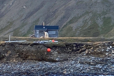 ISBJØRN PÅ SVALBARD: Bamse på hyttebesøk. Foto: Jim Pedersen isbjørn på svalbard