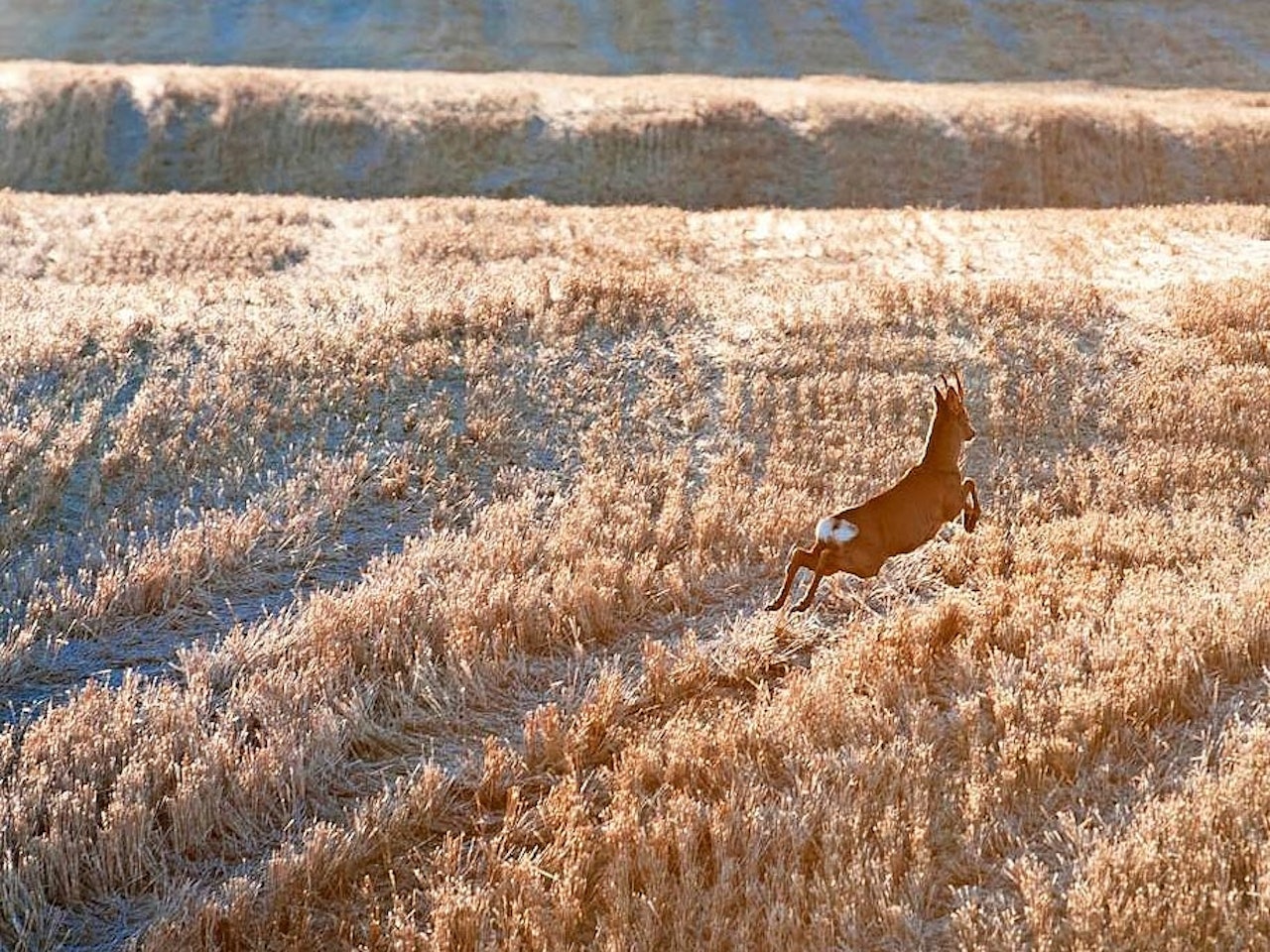 Vårjakt på råbukk, bukkejakt, jaktreise rådyrbukk, jaktreise Danmark