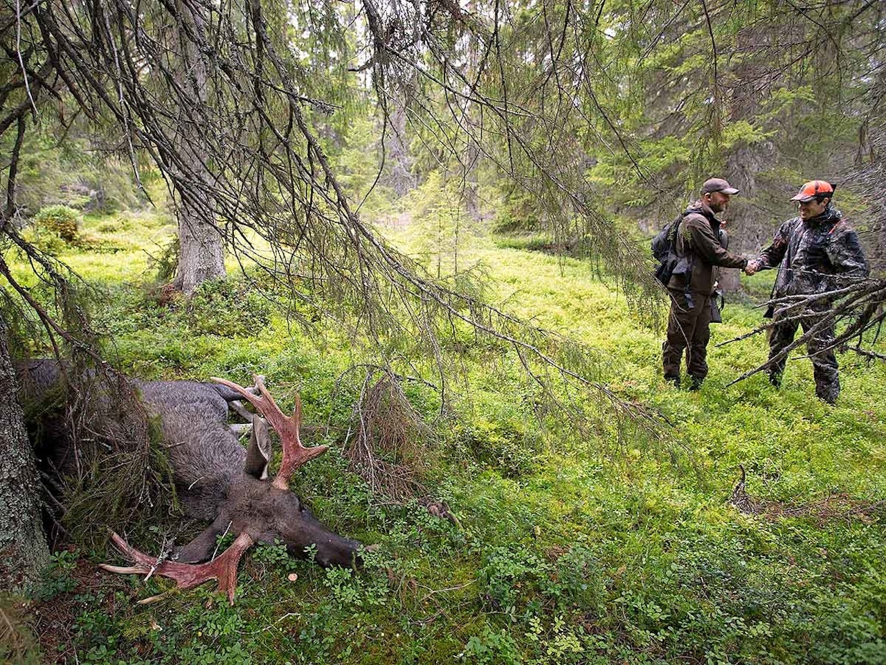 to elgjegere gratulerer med felt elgokse i forgrunnen