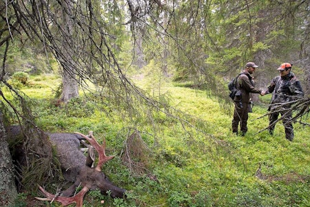 Jaktreiser trenger ikke alltid være så langt av sted. Elgjakt i Sverige kan være en spennende opplevelse.  Elgjakt med løshund, elgjakt sverige, jaktreise sverige