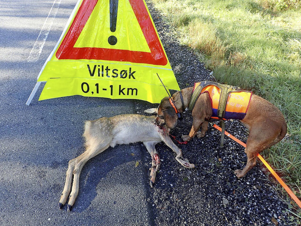 I 2022 ble det mulig for jeger å inngå digital ettersøksavtale med noen som har godkjent ettersøkshund. Løsningen er nå utvidet, slik at også virksomheter kan inngå digitale avtaler på nettsidene til Jegerregisteret. trafikkskadd vilt ettersøk ettersøkshund