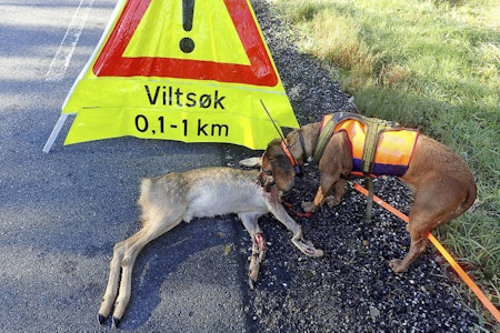 I 2022 ble det mulig for jeger å inngå digital ettersøksavtale med noen som har godkjent ettersøkshund. Løsningen er nå utvidet, slik at også virksomheter kan inngå digitale avtaler på nettsidene til Jegerregisteret. trafikkskadd vilt ettersøk ettersøkshund