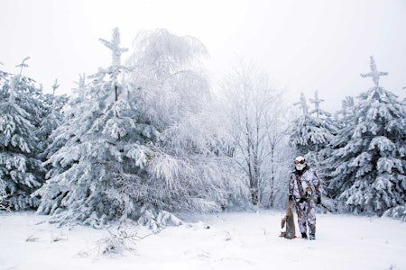 Skuddsterk: Gullsjakalen er overraskende skuddsterk, slik at ekspanderende kuler er påkrevd sjøl om det går utover skinnet. En ung sjakal tok en dødsspurt på 40 meter, til og med etter en perfekt plassert kaliber 7 mm rem. mag. Jakt på gullsjakal i Bulgaria