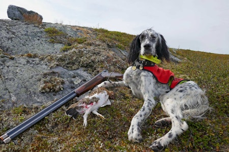 KRY FRØKEN: Hva sier du til dette, da, fattern? Vena poserer lett henslengt, fornøyd etter første felling. KRY FRØKEN: Hva sier du til dette, da, fattern? Vena poserer lett henslengt, fornøyd etter første felling.