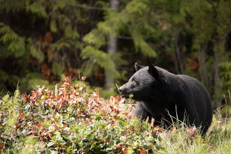 Bamsemums: Svartbjørn på Vancouver Island kan veie opp mot 275 kilo, noe som er en ganske røslig bamse hvis den kommer tett på. Bamsemums: Svartbjørn på Vancouver Island kan veie opp mot 275 kilo, noe som er en ganske røslig bamse hvis den kommer tett på.