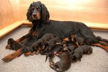 Kos i valpekassa: Det er koselig med valpekull, særlig når det er ro og harmoni i valpekassa. Valpekasse, valpekull, drektig tispe, hundevalper