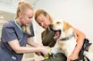 Voff-off...: Fria blir fulgt opp av veterinær i etterkant av ormebittet. Hun sitter i ro, men liker definitivt ikke å ta blodprøve. Hoggormbitt hund, hund bitt av hoggorm, behandling hoggormgift