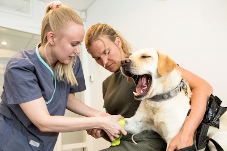 Voff-off...: Fria blir fulgt opp av veterinær i etterkant av ormebittet. Hun sitter i ro, men liker definitivt ikke å ta blodprøve. Hoggormbitt hund, hund bitt av hoggorm, behandling hoggormgift