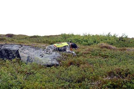 Toppidrett: Jakthunder kan skade seg, som de toppidrettsutøverne de faktisk er. Men de verste jakt-idiotene er nok hakket mer utsatt. Jakthund fjellet nødhjelp hund