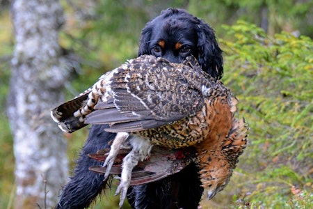 FLINK FIDO:  Lær din hund god apport – og du får en sikker apportør som gir deg enda bedre jaktopplevelser. En dyktig apportør gjør at samarbeidet under jakten blir ekstra godt. Apport, jakthund, lære å hente