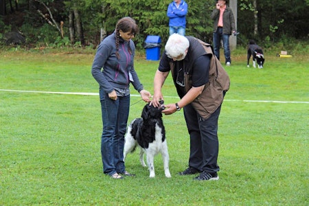 Ingen fremmedfrykt: Tren hunden på hva som venter den i ringen. Dommeren skal kjenne og klemme på hunden, og sjekker blant annet tannstillingen. Ingen fremmedfrykt: Tren hunden på hva som venter den i ringen. Dommeren skal kjenne og klemme på hunden, og sjekker blant annet tannstillingen.
