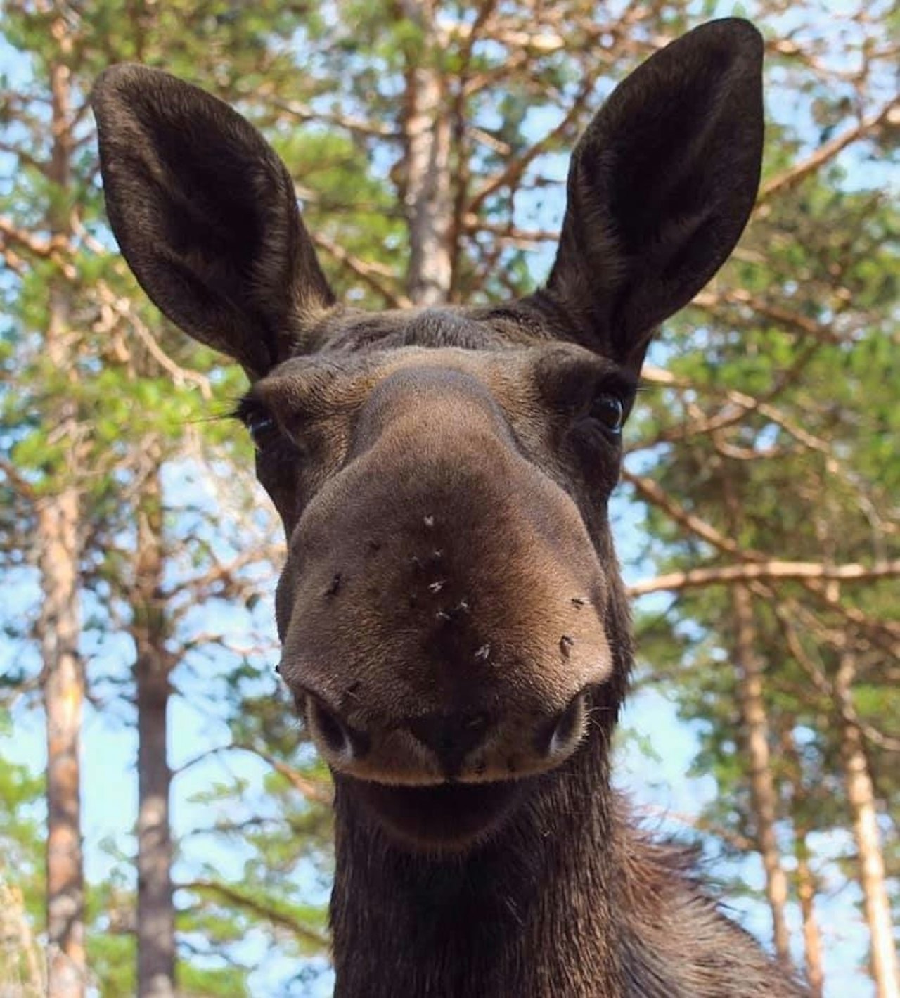 NM i Løshund – om og gjøre å finne denne. Foto: Arrangør Elgjakt, NM i løshund, elghund