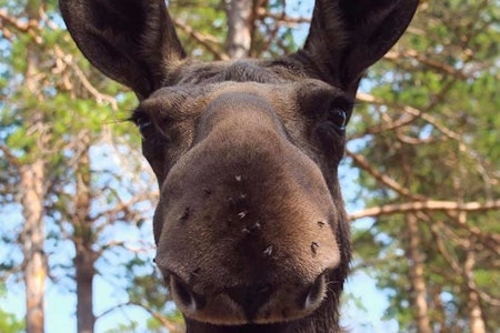 NM i Løshund – om og gjøre å finne denne. Foto: Arrangør Elgjakt, NM i løshund, elghund
