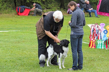 Hundeutstilling: Hunden skal være vant med å bli håndtert av fremmede mennesker. Her viser Storm (stabijhoun) og Helga-Mari at de har vært i ringen på en hundeutstilling før. Hundedommer bedømmer hund under hundeutstilling sammen med hundeeier