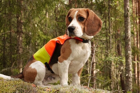 Godt synlig: Signalfargene gjør det lett å se hunden i terrenget. Godt synlig: Signalfargene gjør det lett å se hunden i terrenget.