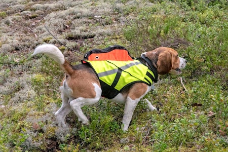 Sitter godt: Sjøl om Large blir i største laget for en beagle-hann, sitter vesten veldig fint og tight. Test av Kardog Raipe GPS-Vest