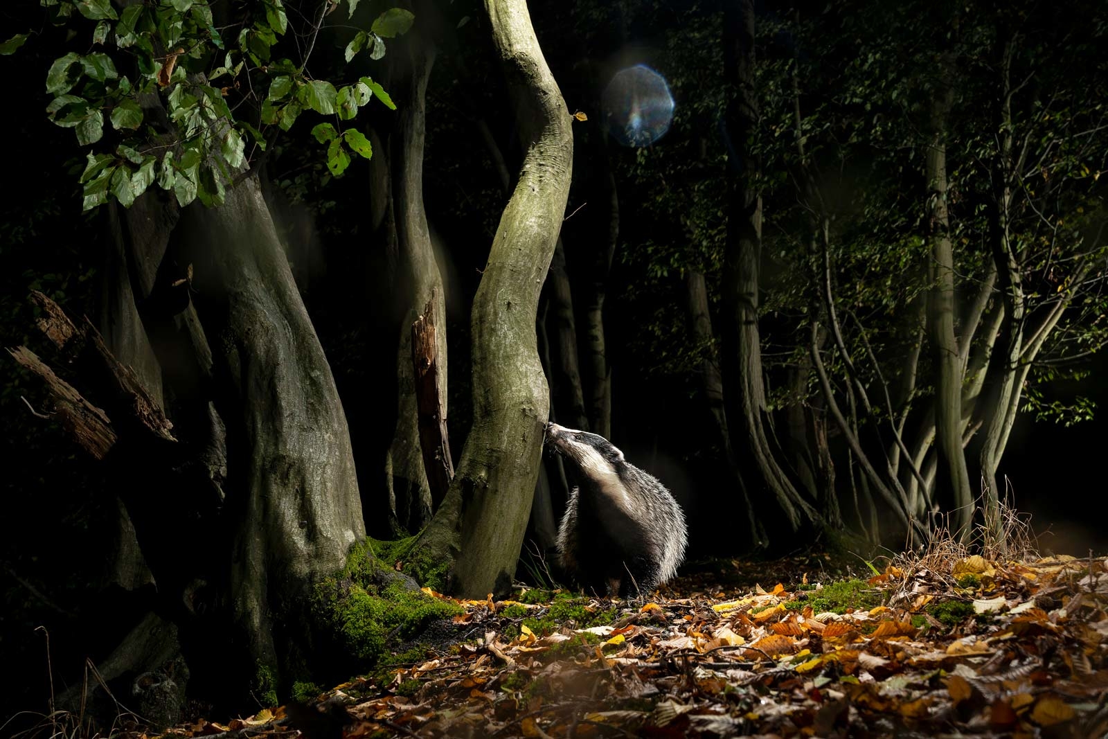 Viltkamera, lag eget viltkamera