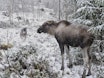 Bildet av en elghund som loser på en elg. Foto: Høgskolen i Innlandet.