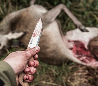 Nå starter jobben:  Dyret ligger der og er klar for slakting og mørning. Hvordan kan du best ivareta den ressursen som viltkjøttet er?  Viltkjøtt, mørning, behandling av viltkjøtt