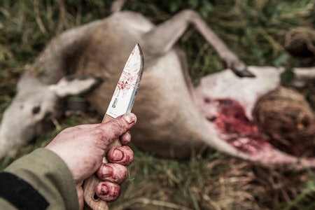 Nå starter jobben: Dyret ligger der og er klar for slakting og mørning. Hvordan kan du best ivareta den ressursen som viltkjøttet er? Viltkjøtt, mørning, behandling av viltkjøtt