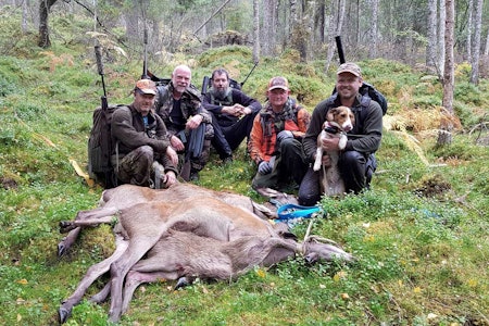MYE VILTKJØTT: Jaktlaget på Flatebø har lang og god erfaring i å jakte hjort, samt ikke minst den viktige jobben med å ivareta slaktet på en optimal måte etter at dyrene er felt. Viltkjøtt, mørning, hjortekjøtt, hjortejakt,