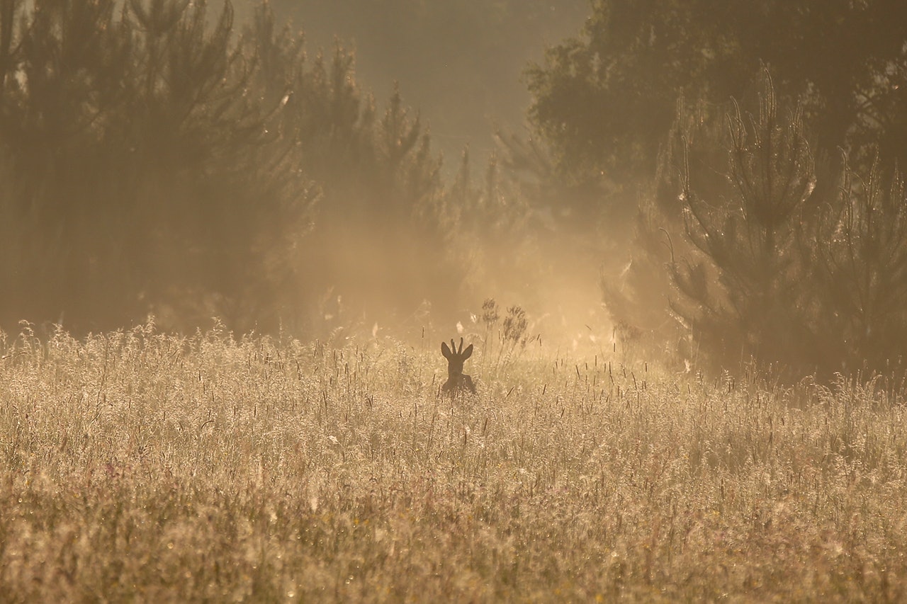 Dette er synet som mange bukkejegere drømmer om de nærmeste dagene. Hva gjør du når råbukken skal slaktes? (Foto: Kåre Vidar Pedersen) Hjortejakt, slakting av hjort,