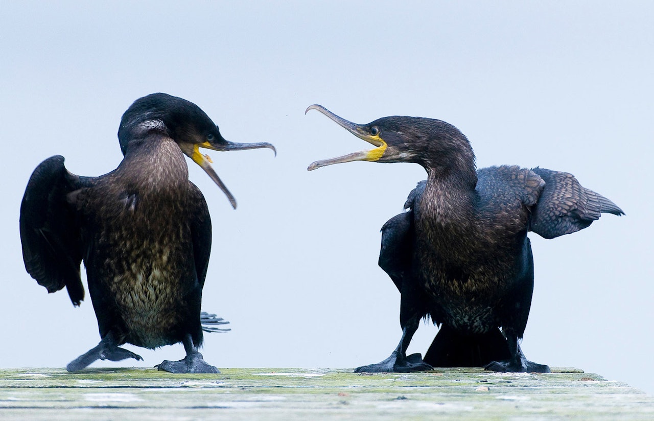 Nye jakttider: Jakttidsforskriften 2022-2028 gir innskrenkninger på blant annet storskarv og ærfugl. (Foto: Terje Kolaas) To storskarv sitter på bryggekant