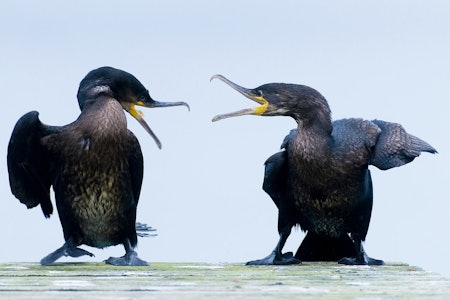 Foto: Terje Kolaas Foto: Terje Kolaas