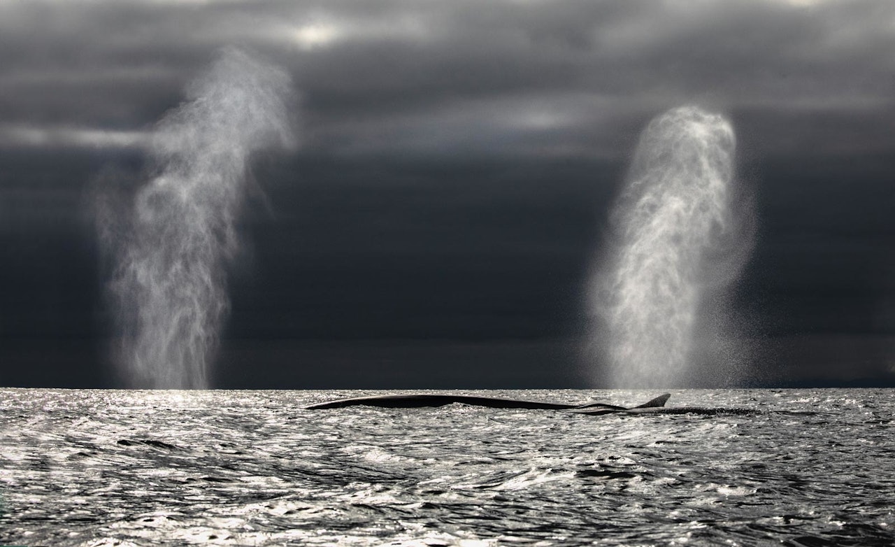 FINNKVALEN: Rett foran oss har vi verdens nest største dyr som noen gang har levd på jorda, større enn alt av dinosaurer og bare slått av blåkvalen som er den aller største.Foto: Audun Rikardsen finnkval audun rikardsen