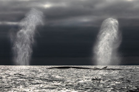 FINNKVALEN: Rett foran oss har vi verdens nest største dyr som noen gang har levd på jorda, større enn alt av dinosaurer og bare slått av blåkvalen som er den aller største.Foto: Audun Rikardsen finnkval audun rikardsen