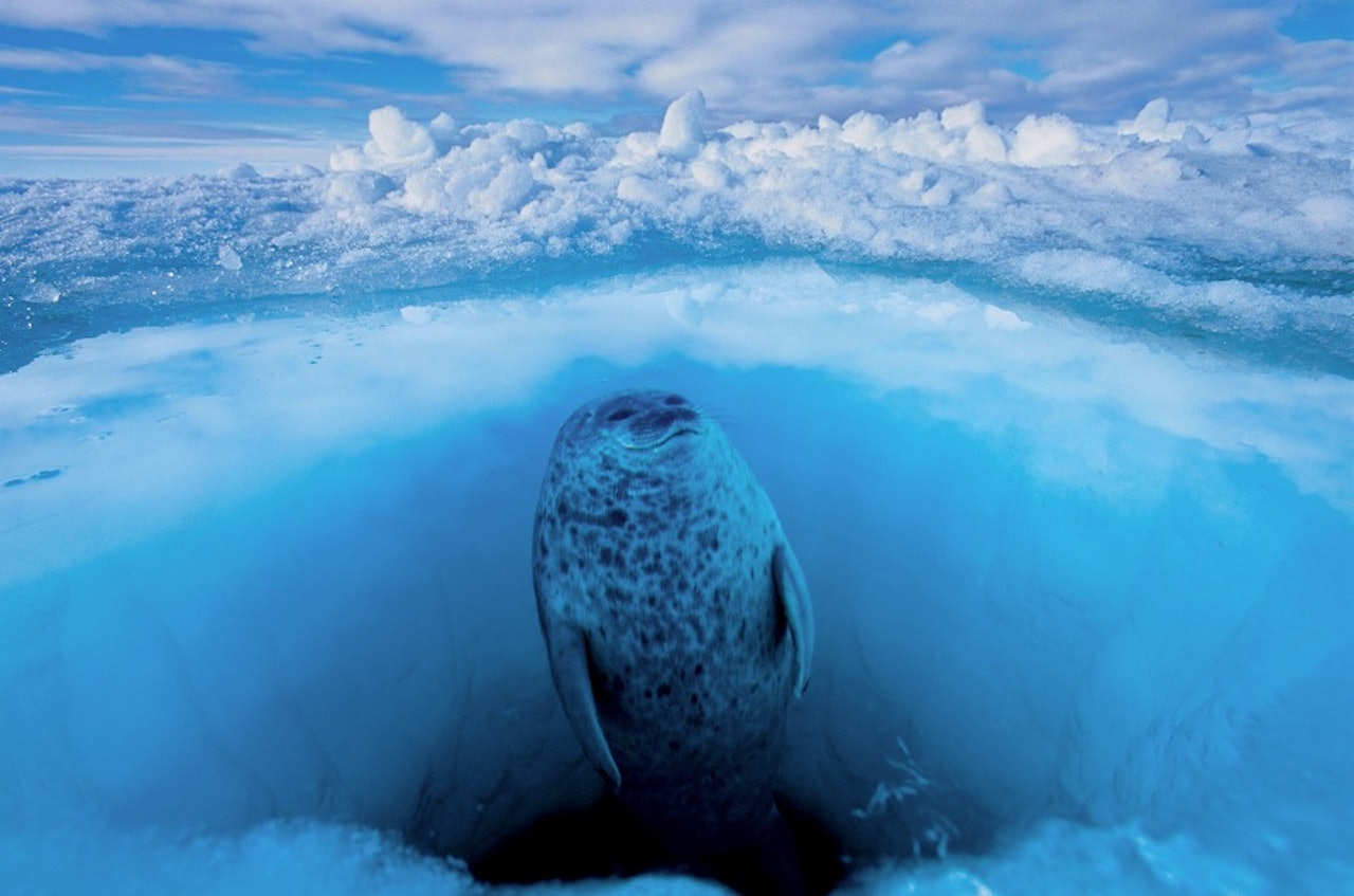 Leopardsel er topp-predatoren i Sørishavet og kan være aggressiv også mot mennesker. Paul Nicklen har en sjelden evne til å komme tett på. Foto: Paul Nicklen/National Geographic Creative Leopardsel er topp-predatoren i Sørishavet og kan være aggressiv også mot mennesker. Paul Nicklen har en sjelden evne til å komme tett på. Foto: Paul Nicklen/National Geographic Creative
