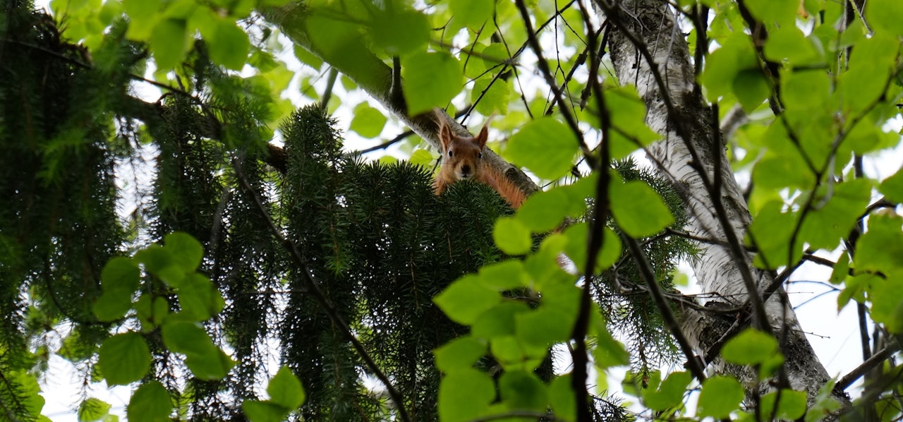 GRØNT ER SKJØNT: Plukk med deg disse tipsene til et mer miljøvennlig friluftsliv. GRØNT ER SKJØNT: Plukk med deg disse tipsene til et mer miljøvennlig friluftsliv.