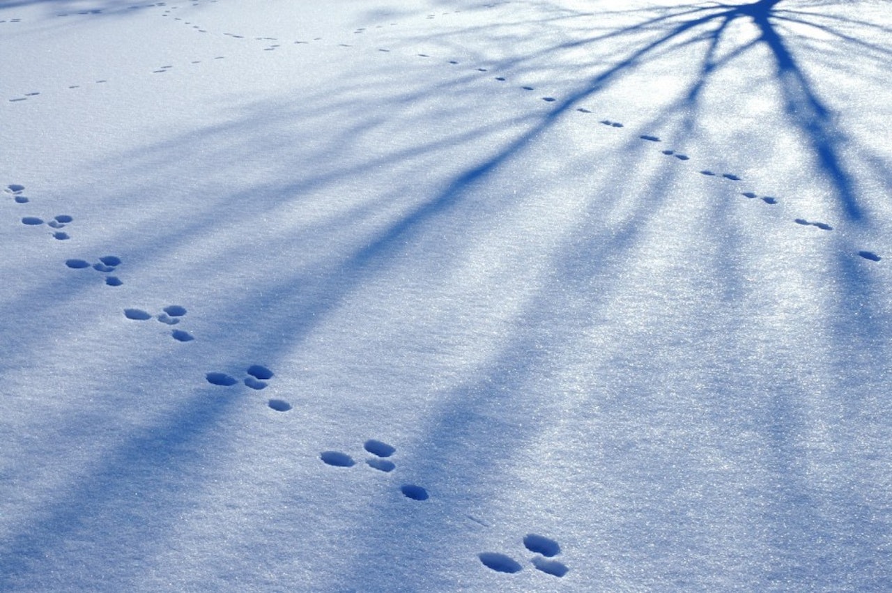 Spor av hare. Foto: Microstock Hare harepus i vinterdrakt