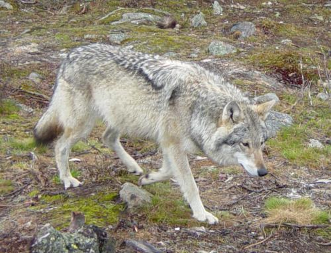 Foto: Foreningen våre rovdyr Foto: Foreningen våre rovdyr