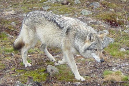 I Sverige skal det nå undersøkes om det kan gjennomføres en kraftig reduksjon av antall ulv i landet. Foto: Foreningen våre rovdyr Foto: Foreningen våre rovdyr