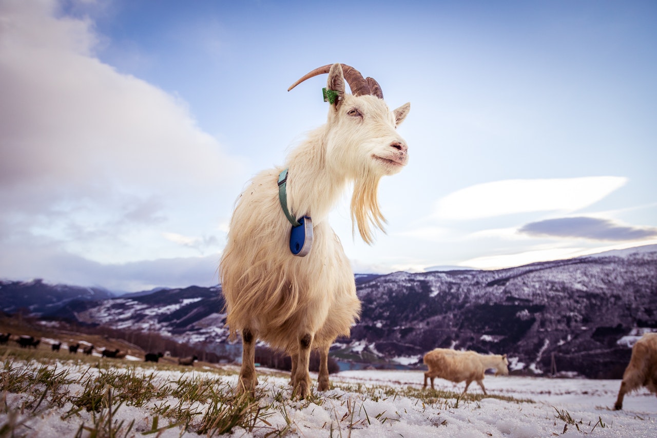 SOSIALREALISME: I fjellbygda Vågå er ikke historia om Bukkene Bruse et eventyr, det er hverdagen. Foto: Kristoffer Mæle Thuestad/Gjendesheim Turisthytte SOSIALREALISME: I fjellbygda Vågå er ikke historia om Bukkene Bruse et eventyr, det er hverdagen. Foto: Kristoffer Mæle Thuestad/Gjendesheim Turisthytte