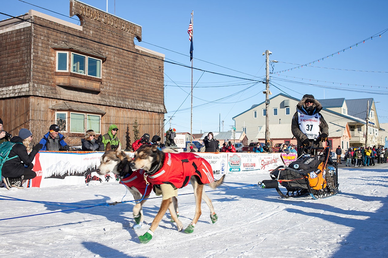 NESTEN I MÅL: Robert Sørlie kjører inn på en 13. plass. iditarod nordmenn