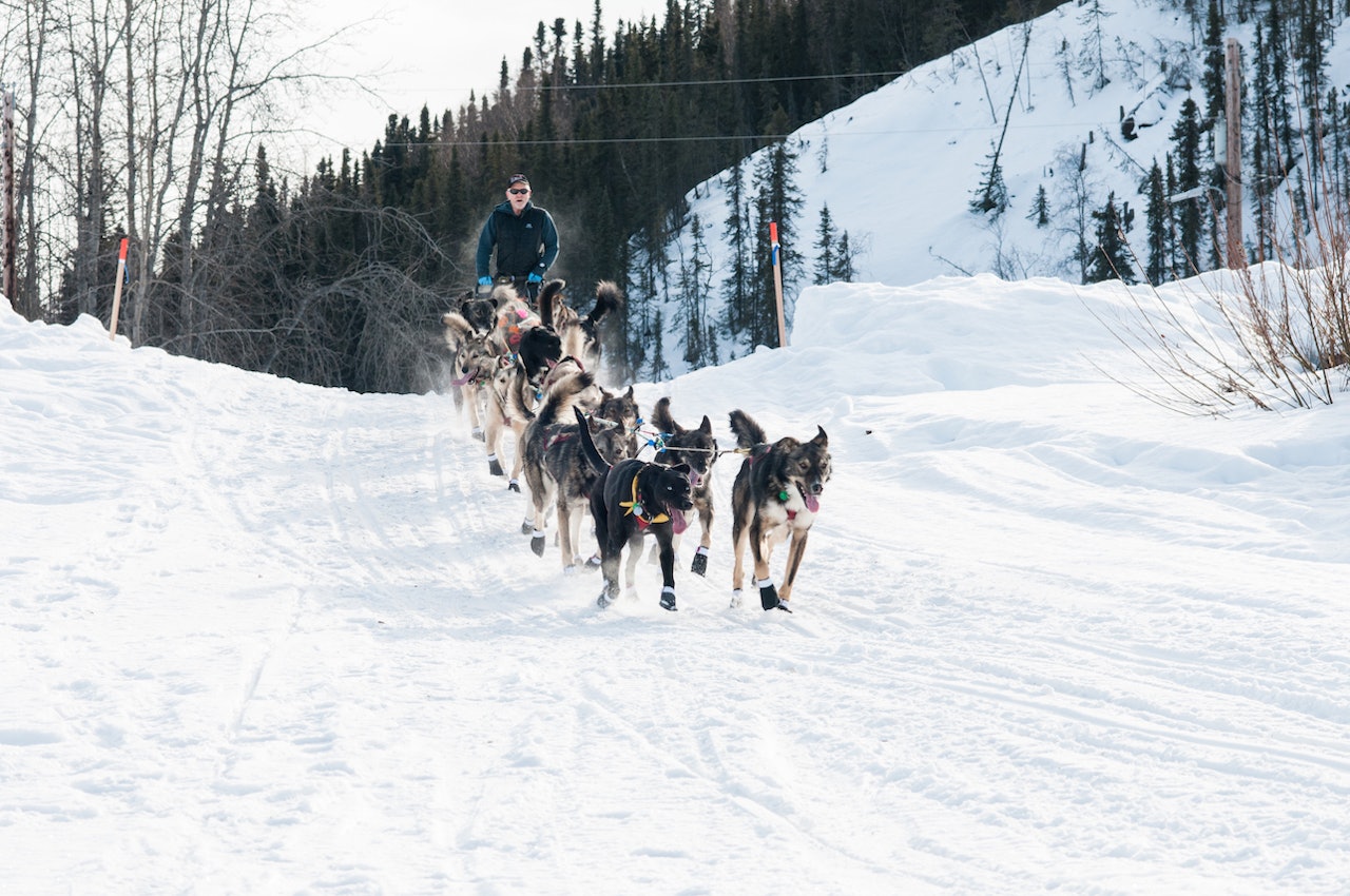 ANGREPET: Jeff King på vei ut av Ruby. Rundt 12 timer senere skal han ha blitt angrepet av en snøskuter som drepte en av hundene hans og såret to andre. Foto: Kristine Nyborg IDITAROD