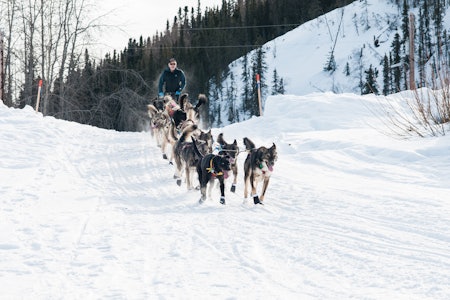 ANGREPET: Jeff King på vei ut av Ruby. Rundt 12 timer senere skal han ha blitt angrepet av en snøskuter som drepte en av hundene hans og såret to andre. Foto: Kristine Nyborg IDITAROD