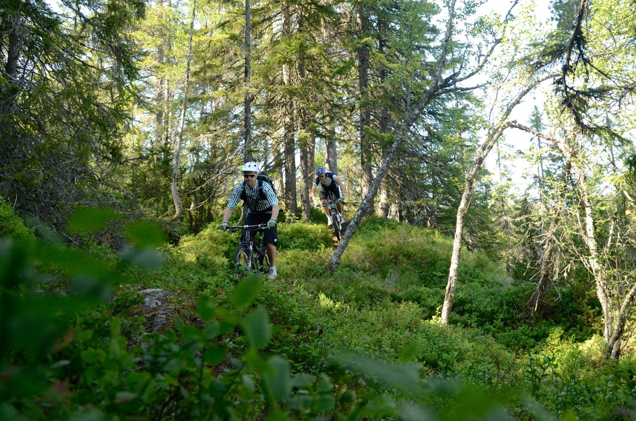 Terrengsykling på blåsti kan bli forbudt. Foto: Henrik Alpers Terrengsykling på blåsti kan bli forbudt. Foto: Henrik Alpers