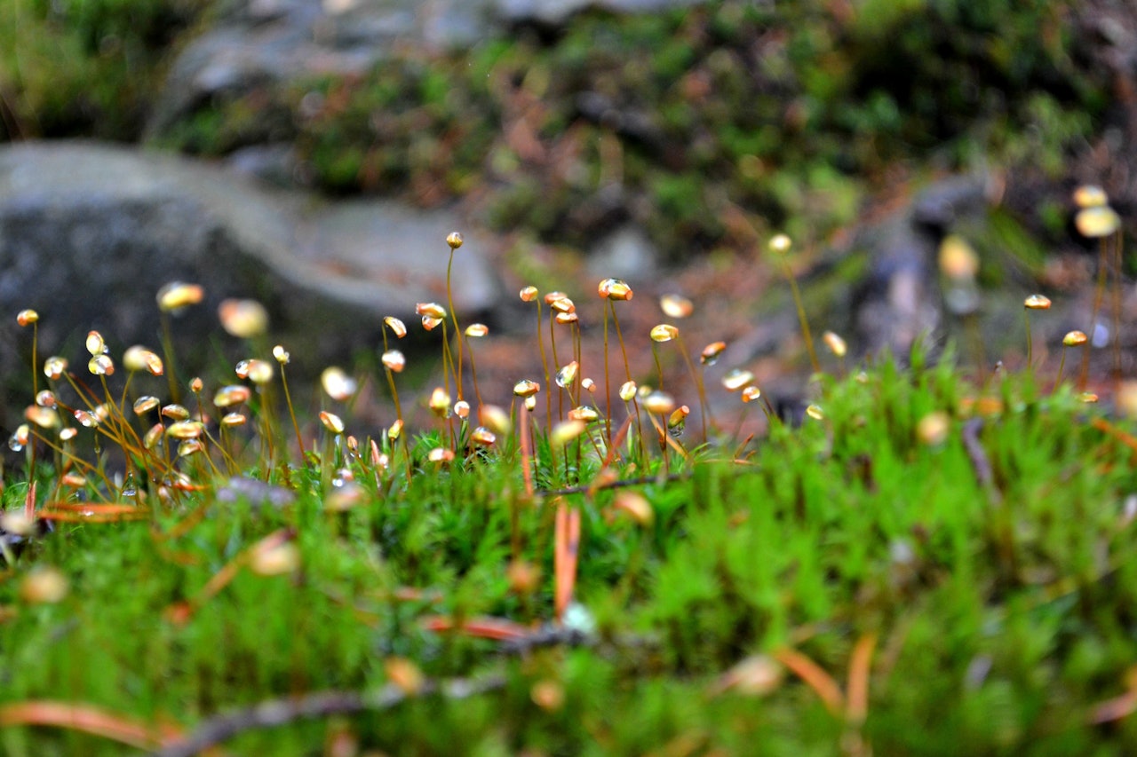 De små detaljene i naturen er der bare du ser etter. Foto: Sukvinder Kaur Nijjer