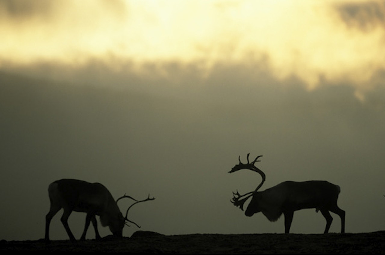 Villrein. Foto: Pål Hermansen Villrein. Foto: Pål Hermansen