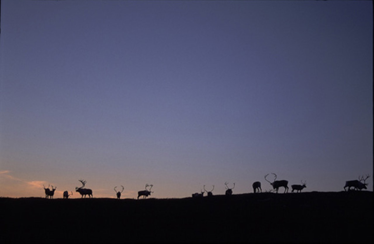 Foto: Pål Hermansen Foto: Pål Hermansen